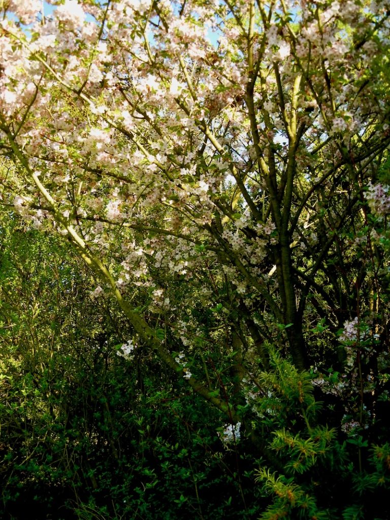 Prunus 'Mikuruma-gaeshi'