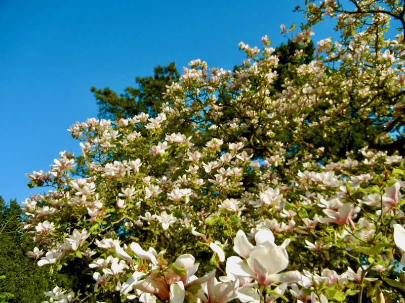 Magnolia-Rustica-Rubra | Online Flower Garden Magnolia ‘Rustica Rubra’