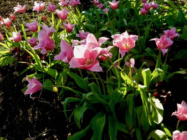 Tulipa 'China Pink'