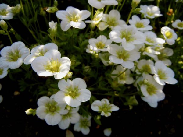 Saxifraga-Touran-Large-White-6001 | Online Flower Garden Saxifraga x arendsii 'Touran Large White'