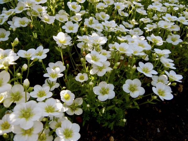 Saxifraga-x-arendsii-Touran-Large-White-6003 | Online Flower Garden Saxifraga x arendsii 'Touran Large White'