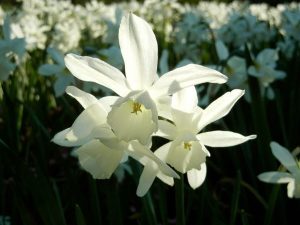 Narcissus 'Thalia' | Online Flower Garden