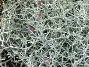 Leucophyta brownii 'Whimsy Silver' | Online Flower Garden