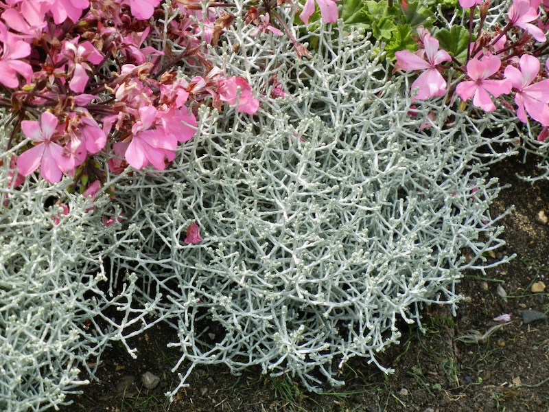 Leucophyta-brownii-Whimsy-Silver | Online Flower Garden Leucophyta brownii 'Whimsy Silver'