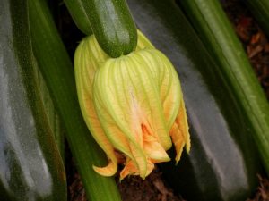 Cucurbita pepo 'British Summertime'