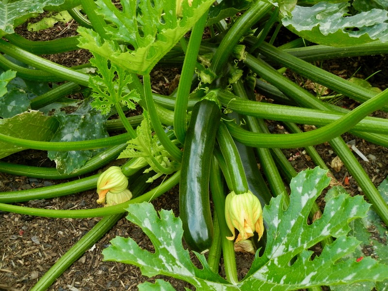 Cucurbita pepo 'British Summertime'