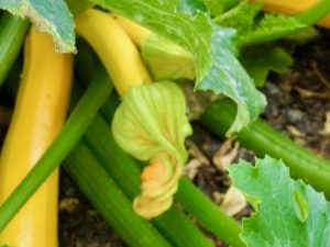 Cucurbita pepo 'Orelia' | Online Flower Garden