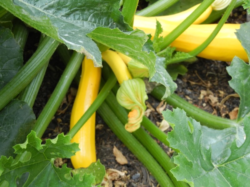 Cucurbita-pepo-Orelia | Online Flower Garden Cucurbita pepo 'Orelia'