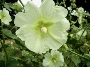 Alcea nudiflora | Online Flower Garden