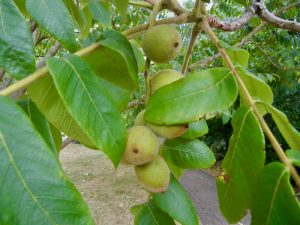 Juglans-cathayensis | Online Flower Garden Juglans cathayensis | Online Flower Garden