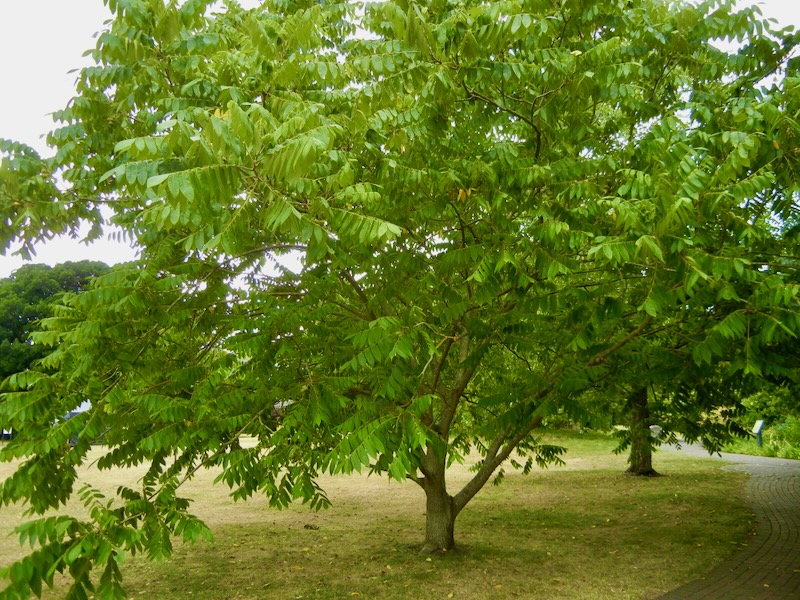 Juglans-cathayensis | Online Flower Garden Juglans cathayensis