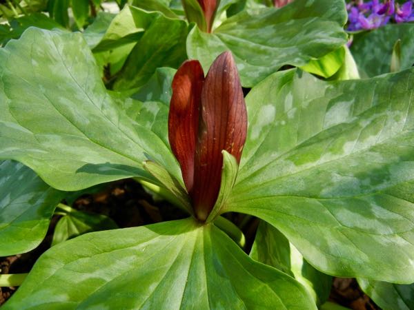Trillium-chloropetalum-6178 | Online Flower Garden Trillium chloropetalum