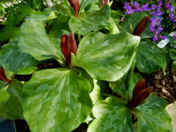 Trillium-chloropetalum-6179 | Online Flower Garden Trillium chloropetalum