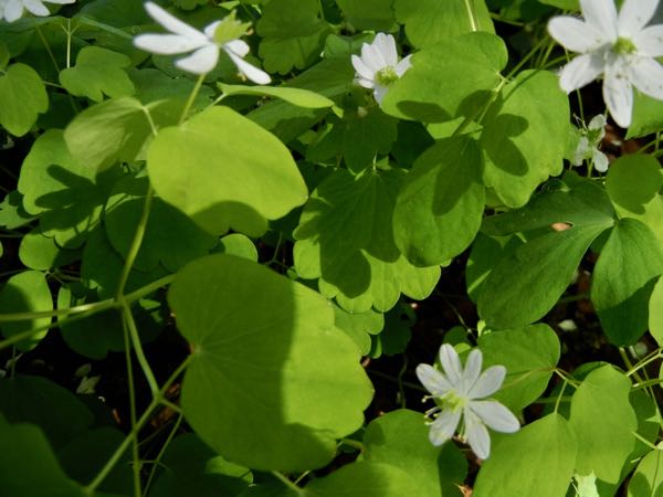 Anemonella-thalictroides-6185 | Online Flower Garden Anemonella thalictroides