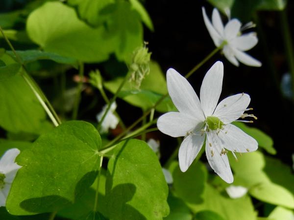 Anemonella-thalictroides-6187 | Online Flower Garden Anemonella thalictroides