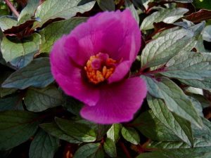 Paeonia cambessedesii | Online Flower Garden