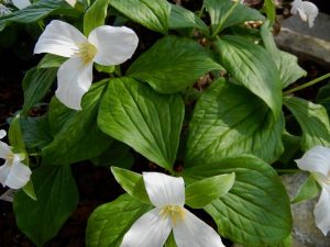 Trillium grandiflorum | Online Flower Garden