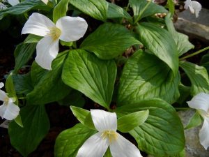 Trillium grandiflorum