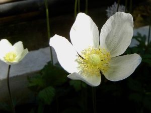 Anemone pavoniana | Online Flower Garden