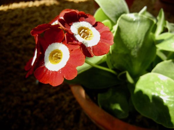 Primula auricula 'Dale's Red'