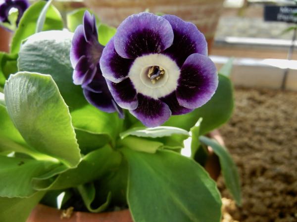 Primula-auricula-blue-yodeler-6198 | Online Flower Garden Primula auricula 'Dale's Red' at Cambridge University Botanic Garden, UK