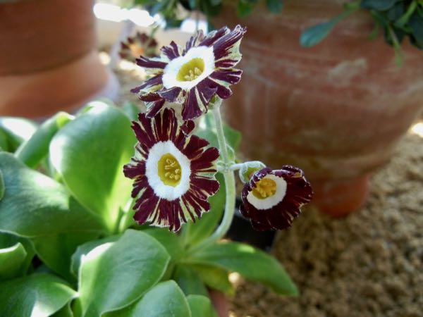 Primula-auricle-Abdor-6200 | Online Flower Garden Primula auricula 'Abdor'