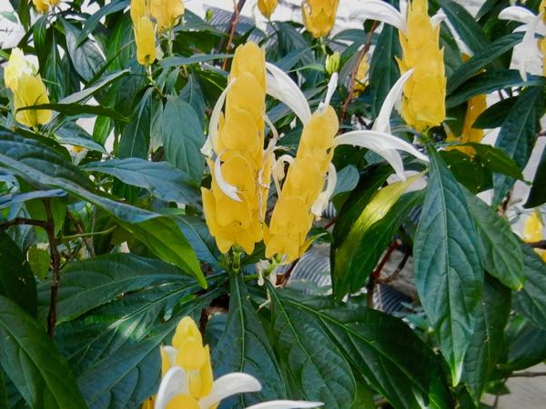 Pachystachys lutea, Beloperone 'Super Goldy',
