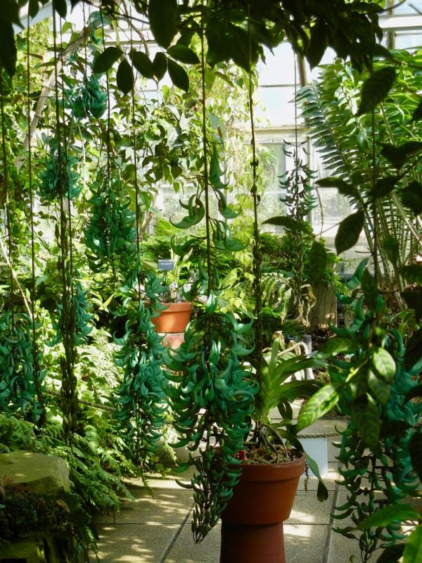 Strongylodon macrobotrys