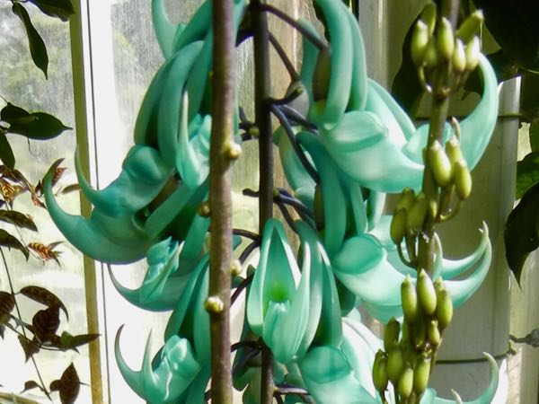 Strongylodon macrobotrys