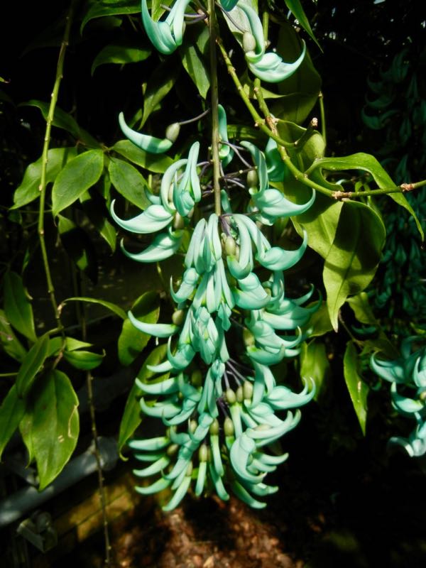 Strongylodon macrobotrys