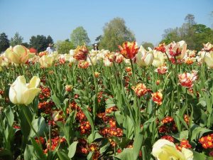 Tulip or Tulipa 'Beauty of Spring'