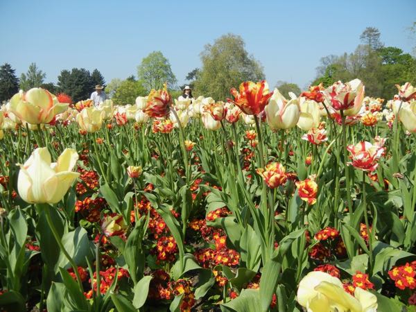 Tulipa 'Flaming Parrot'