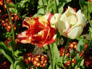 Tulipa 'Flaming Parrot' | Online Flower Garden