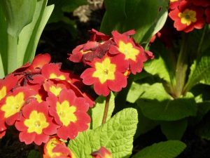Primula 'Crescendo Bright Red' | Online Flower Garden