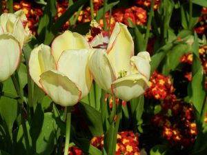 Tulip-Beauty-of-Spring-6296 | Online Flower Garden Tulip or Tulipa 'Beauty of Spring' | Online Flower Garden