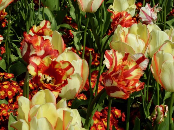 Tulipa 'Flaming Parrot'