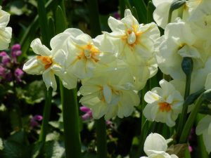 Narcissus 'Sir Winston Churchill' | Online Flower Garden