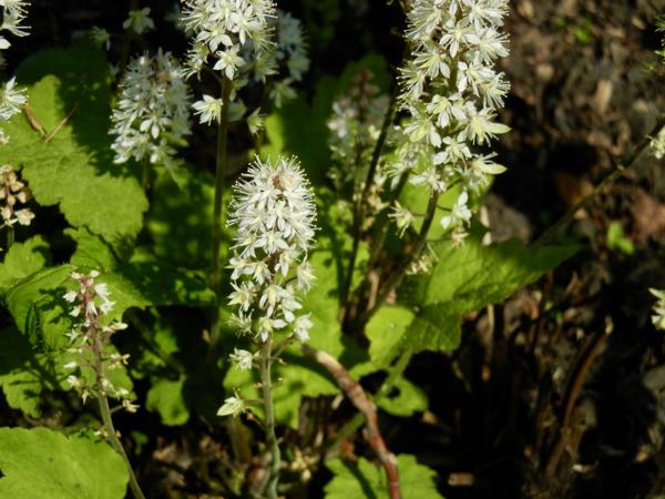 Tiarella-cordifolia-6309 | Online Flower Garden Tiarella cordifolia