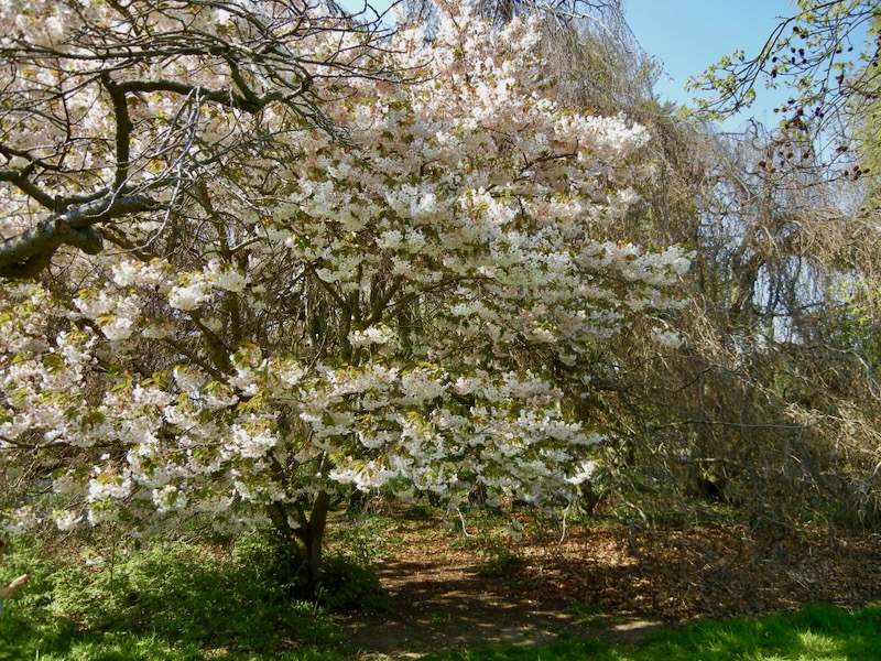 Prunus 'Matsumae-shizuka'
