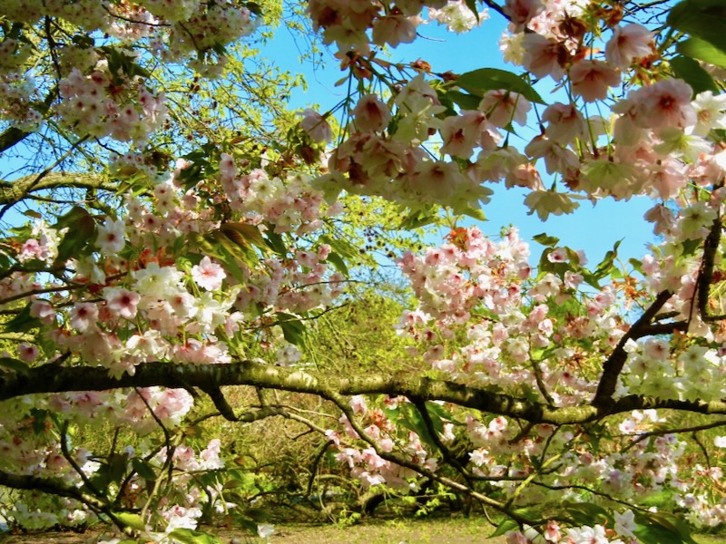 Prunus 'Matsumae-shizuka'