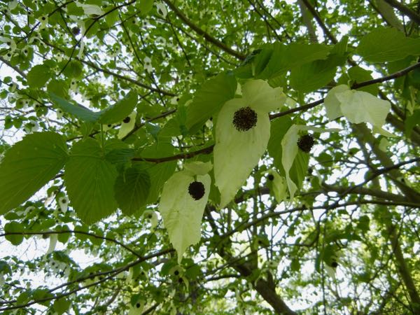 Davidia involucrata var. vilmoriniana