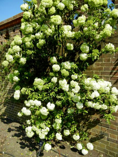 Viburnum macrocephalum 'Sterile'