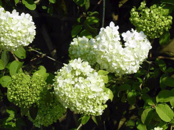Viburnum macrocephalum 'Sterile'