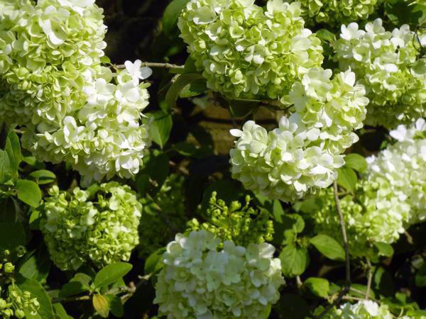 Viburnum macrocephalum 'Sterile'