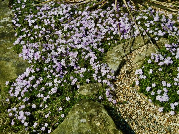 Phlox-douglasii-Rosea-6347 | Online Flower Garden Phlox douglasii 'Rosea'