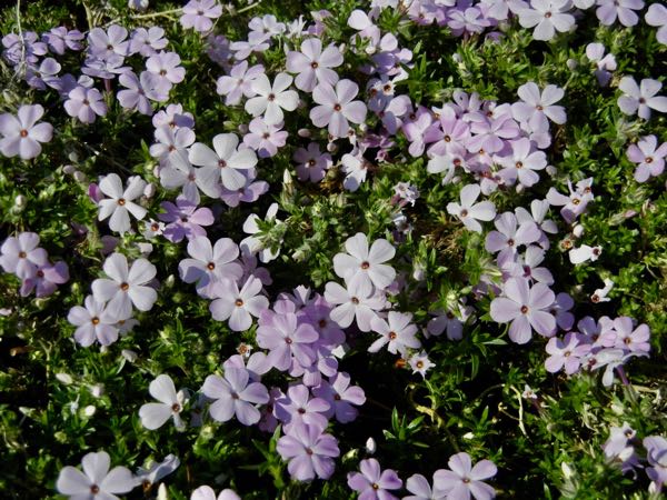 Phlox-douglasii-Rosea-6348 | Online Flower Garden Phlox douglasii 'Rosea'