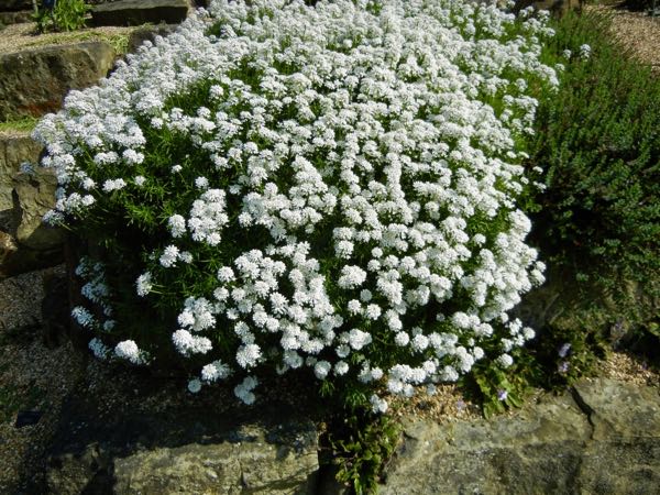 Iberis-gibraltarica-6356 | Online Flower Garden Iberis gibraltarica