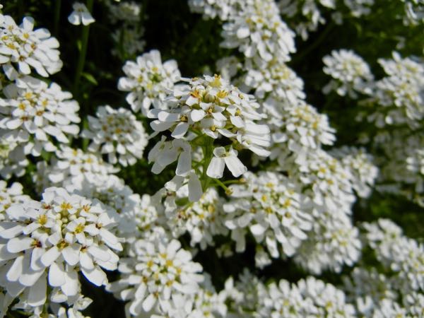 Iberis-gibraltarica-6358 | Online Flower Garden Iberis gibraltarica