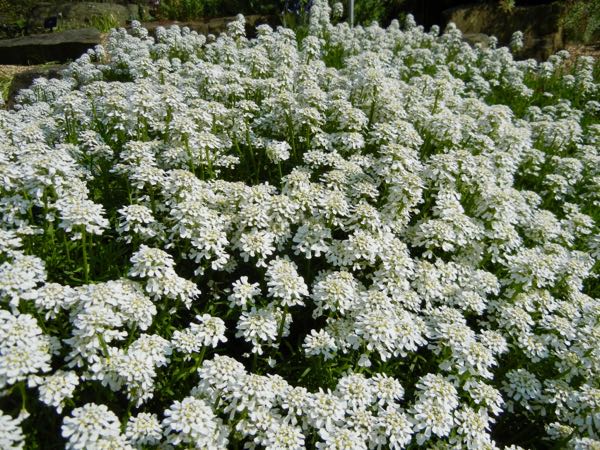 Iberis-gibraltarica-6359 | Online Flower Garden Iberis gibraltarica