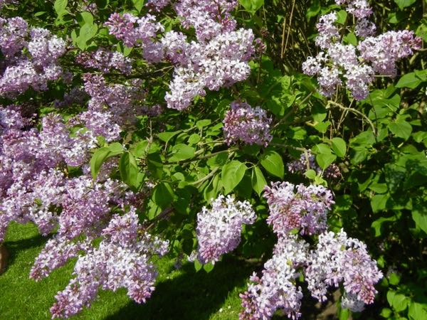 Syringa x hyacinthiflora 'Buffon'